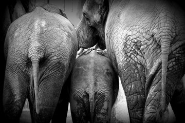 Elefanten Rückenansicht