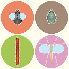 Fly Pillbug Millipede Cranefly