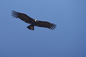 Adult wild Andean Condor (Condor Vultur gryphus) flying against a clear blue sky in the Andes...