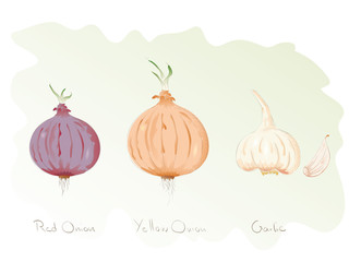 Onions and Garlic (Food Collection)