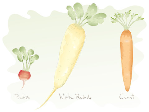 Root Vegetables (Food Collection)