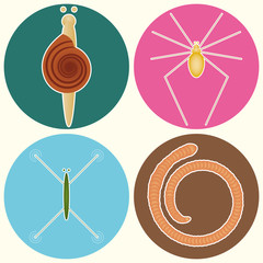 Snail Spider Earthworm and Water Strider