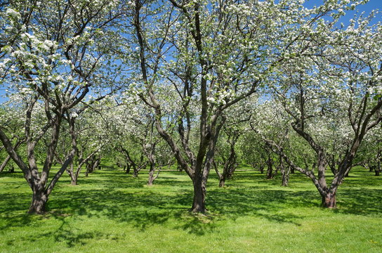 Blooming Apple trees in spring garden
