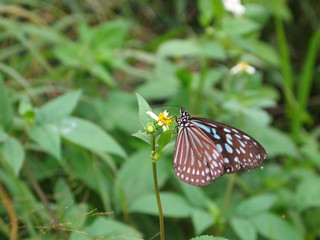 リュウキュウアサギマダラ