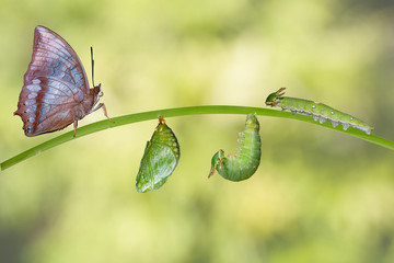 Life cycle of Tawny Rajah butterfly