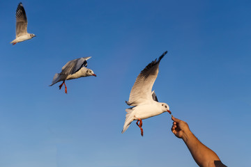 Gulls eating food from hand
