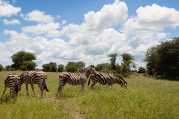 Four Zebras