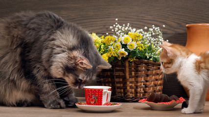 На столе чашка, блюдце, шоколадные конфеты, корзина с полевыми цветами, кувшин и две кошки. Большой серый кот заглядывает в маленькую чашку. Котенок маленький, белый с рыжим. Кошки хулиганят - obrazy, fototapety, plakaty