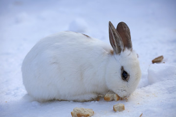 Kaninchen bei der Brotjause