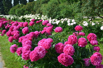 Blooming peony flowers in the garden 