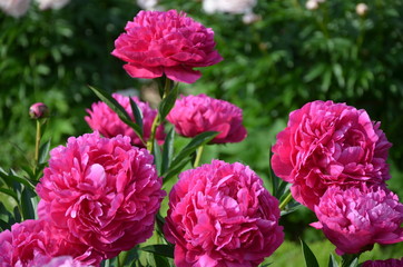 Blooming peony flowers in the garden 