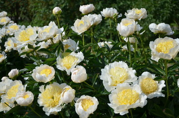 Blooming peony flowers in the garden 