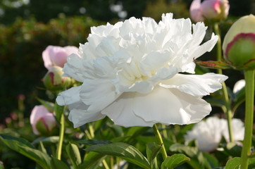Blooming peony flower
