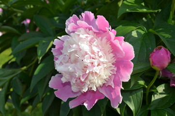 Blooming peony flower