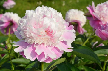 Blooming peony flowers