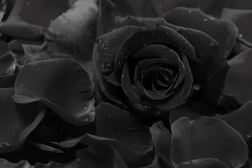 black rose and petals background with water drops.