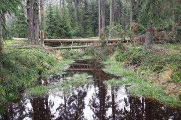 Forests in peat bogs Kladska