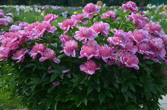 Fototapeta Beautiful peony flowers 