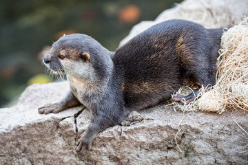 Otter