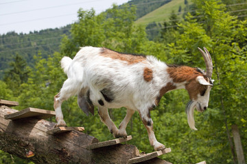 Eine Hausziege auf den Stufen