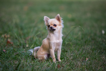 chihuahua