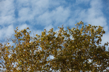 cielo e foglie