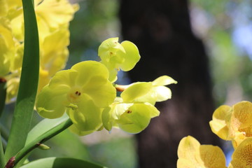 flower in the garden