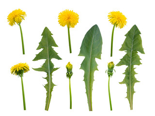 Dandelion flowers, buds and leaves