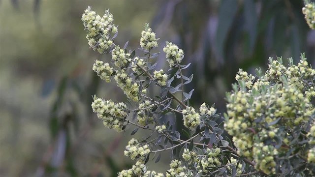 bosque tandilia , aromo