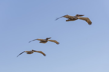 Flying pelicans