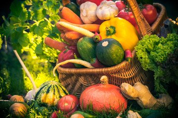 basket colorful vegetables garden grass