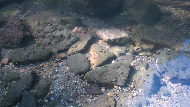 Snails on the rocks in shallow river 2