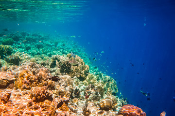 Fototapeta na wymiar Tropical Coral Reef.