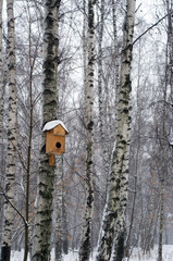 Birds' house on the birch in winter
