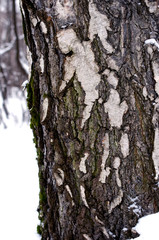 Birch bark close-up