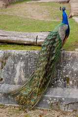 Fototapeta premium Pfau - Schönheit der Natur