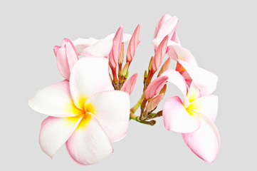 Obraz na płótnie Canvas Pink Plumeria isolated on white