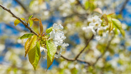 Cherry blossom, cherry tree, bud, shallow depth of field.