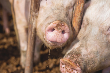 Pig nose in the pen. Shallow depth of field.