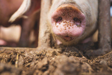 Pig nose in the pen. Shallow depth of field.