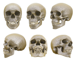 Human skull from different angles
