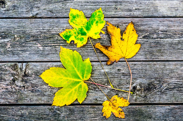 Maple leaves on wooden background
