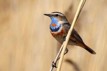 Варакушка/ Самец варакушки весной © nick_o_lay
