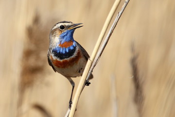 Варакушка/ Самец варакушки весной