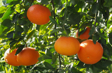 Mandarin or tangerine fruit garden