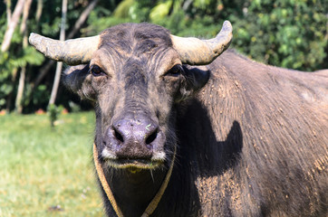 Wasserbüffel in Sri Lanka