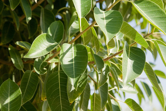 The leaves of an evergreen tree