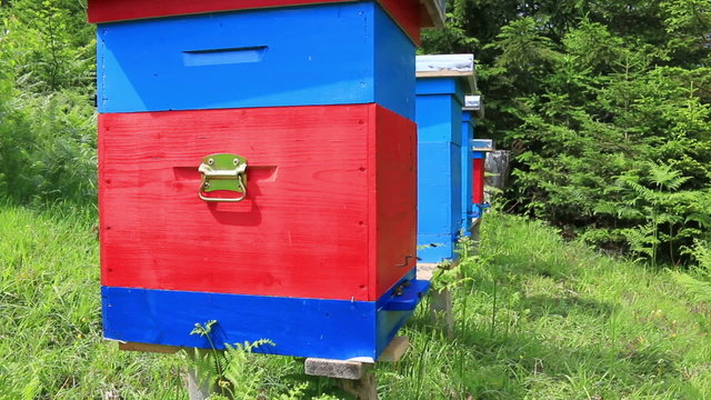 Beehives in a meadow near the forest