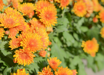 Orange chrysanthemum,Blur background.
