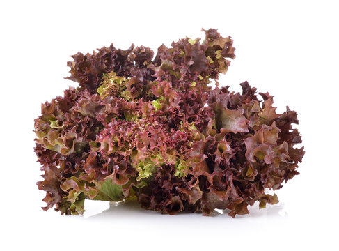 Fresh red lettuce isolated on a white background